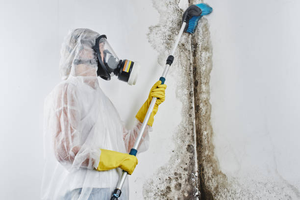 Best Mold Damage Repair  in Samson, AL