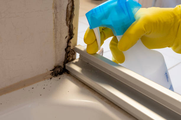 Best Mold Damage Repair  in Samson, AL
