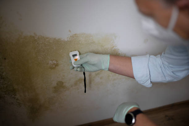 Best Emergency Mold Removal  in Samson, AL
