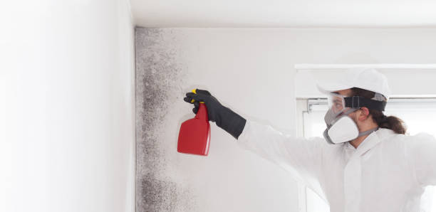 Best Certified Mold Removal  in Samson, AL