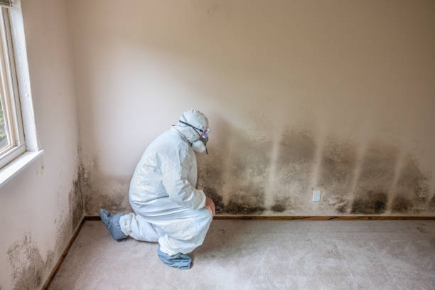 Best Residential Mold Removal  in Samson, AL