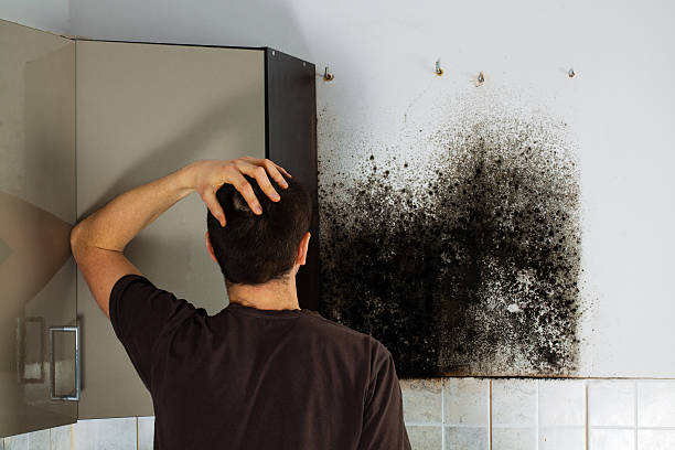 Best Mold Cleaning Services  in Samson, AL