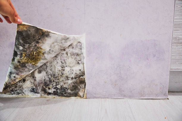 Professional Mold Removal in Samson, AL